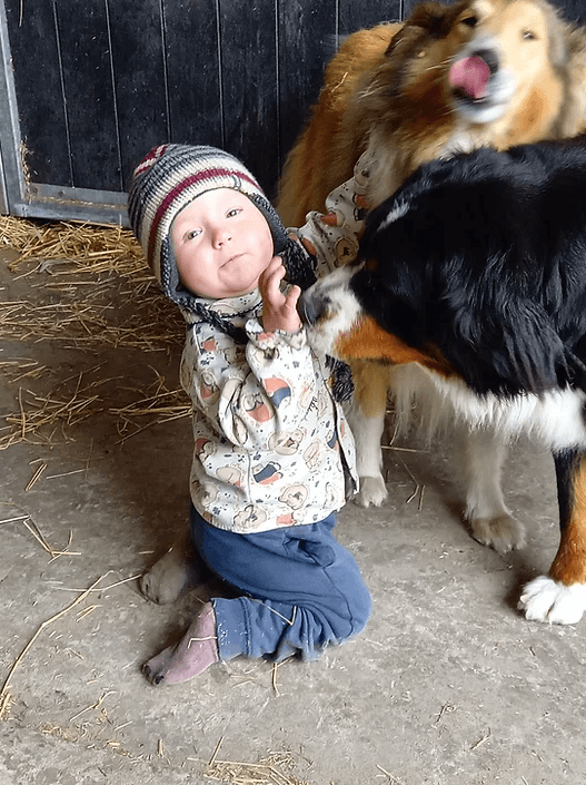 Honden aaien
