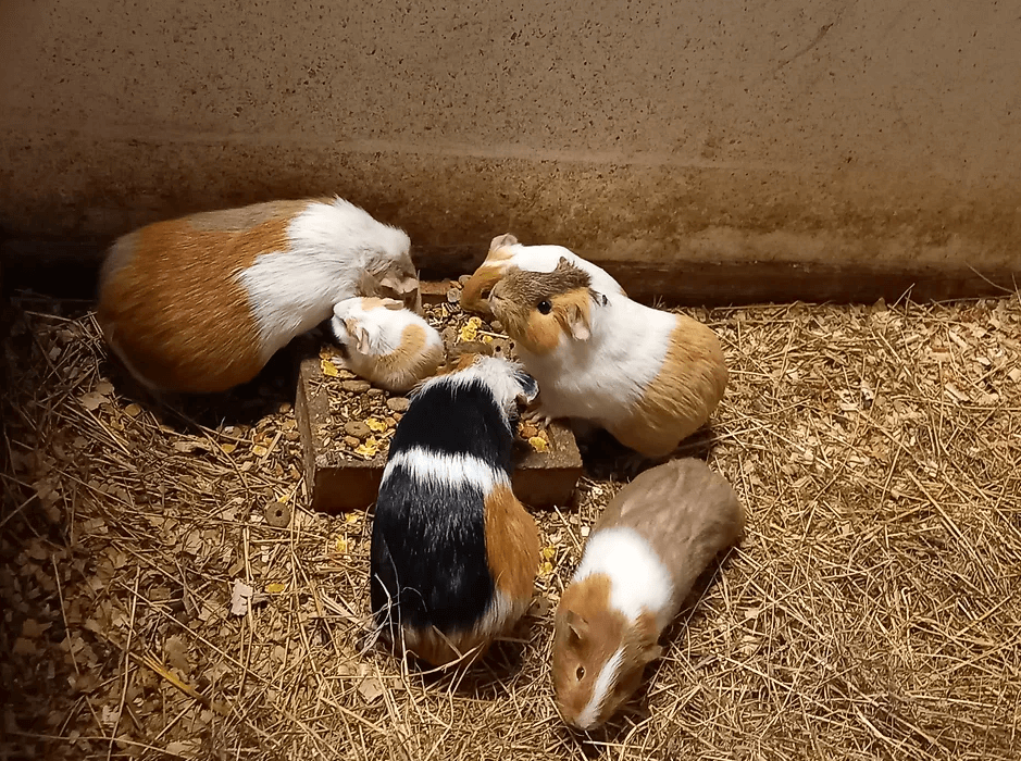 Cavias knuffelen